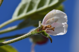 Coupe de fleur de pommier : dégât de gel